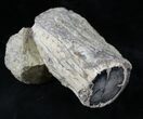 Polished Blue Forest Petrified Wood Limb ( oz) #28345-3